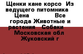 Щенки кане корсо! Из ведущего питомника! › Цена ­ 60 000 - Все города Животные и растения » Собаки   . Московская обл.,Жуковский г.